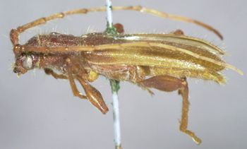 Media type: image;   Entomology 3872 Aspect: habitus lateral view